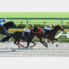 一昨年の秋嶺Sは横山典を背に快勝