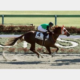 2走前に同舞台で快勝したクリノプレミアム