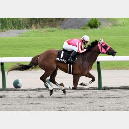 昨夏の上越S以来の勝利を目指す