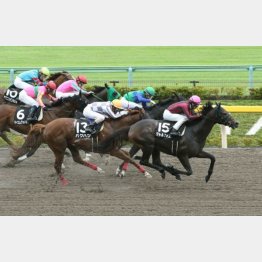 好メンバーの日野特別で③着