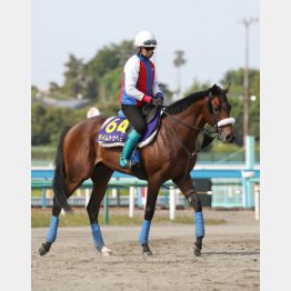 母と同じ白のシャドーロールでGI馬へ
