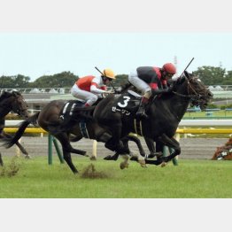 町田特別を差し切り