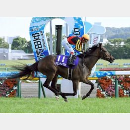安田記念を快勝