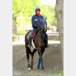 相手筆頭にはマルターズディオサを抜擢