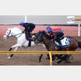 1週前は3頭併せで最先着