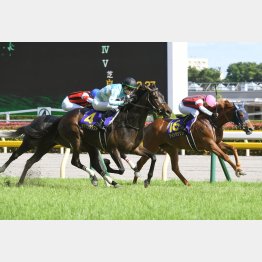 昨年は勝ち馬ウインマリリンが本番でも②着