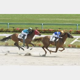 前走は完勝