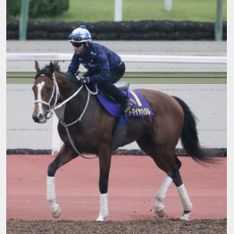 日本ダービー 出走馬の特選情報 日刊ゲンダイ競馬