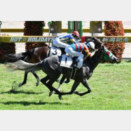 昨夏の新潟で1勝クラスをV