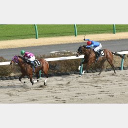 昇級戦の前走でも②着を確保