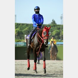 エフフォーリアの相手はグラティアス