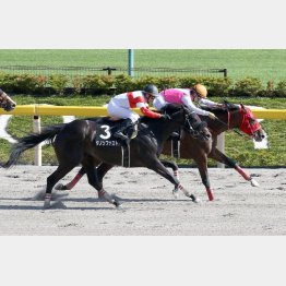 青竜Sで東京マイル3勝目