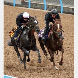 サリオス(右)は仕上がりに不安なし