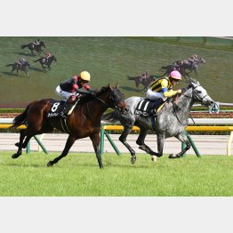 土曜東京メインのジューンSは5歳馬シルヴァーソニックが勝利