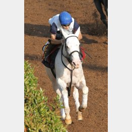 先週は坂路で自己ベスト