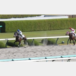 未勝利戦では②着に８馬身差の圧勝