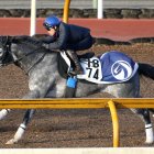 【阪神大賞典】馬なりで６Ｆ77秒６の好時計　充実一途マカオンドール