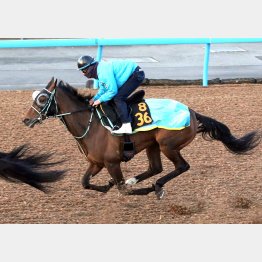 ３週連続の併せ馬で鍛えてきた