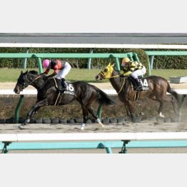 上総Ｓでは牡馬相手に連対を確保