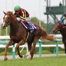 阪神二千二百㍍が得意な種牡馬はステイゴールド では、苦手にしているのは？