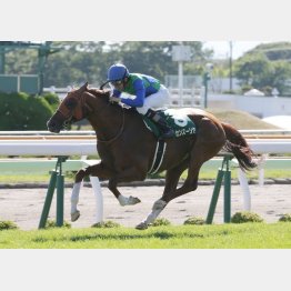 昨年の勝ち馬はトーセンスーリヤ