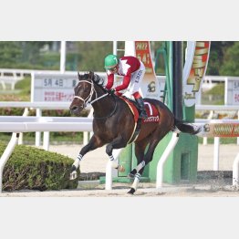 圧勝した兵庫チャンピオンシップ
