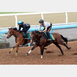 この２頭で新馬勝ちなるか（右ラパンラピッド、左ミコマザーパール）