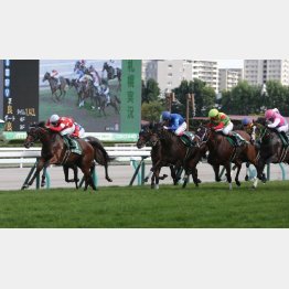 一昨年は11番人気レッドアネモスが勝って波乱に