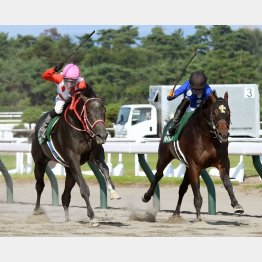 １番人気タイセイドレフォンに首差競り勝ち