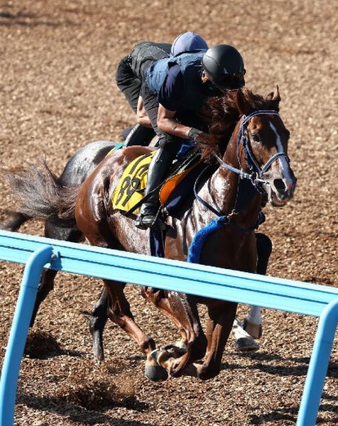 競馬 メジロカンムリ 馬券 - その他