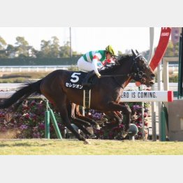 梅花賞でデビュー２連勝