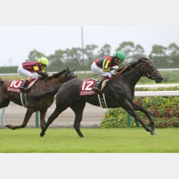 昨年の勝ち馬はアンドヴァラナウト