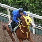 【神戸新聞杯】勢いの上がり馬か、春の実績馬か　２陣営を直撃（ネットオリジナル）
