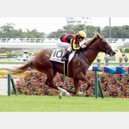 ６月東京で新馬勝ち