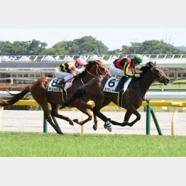 新馬→１勝クラスを連勝