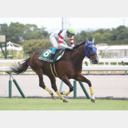 阪神ジャンプＳを３馬身半差で完勝