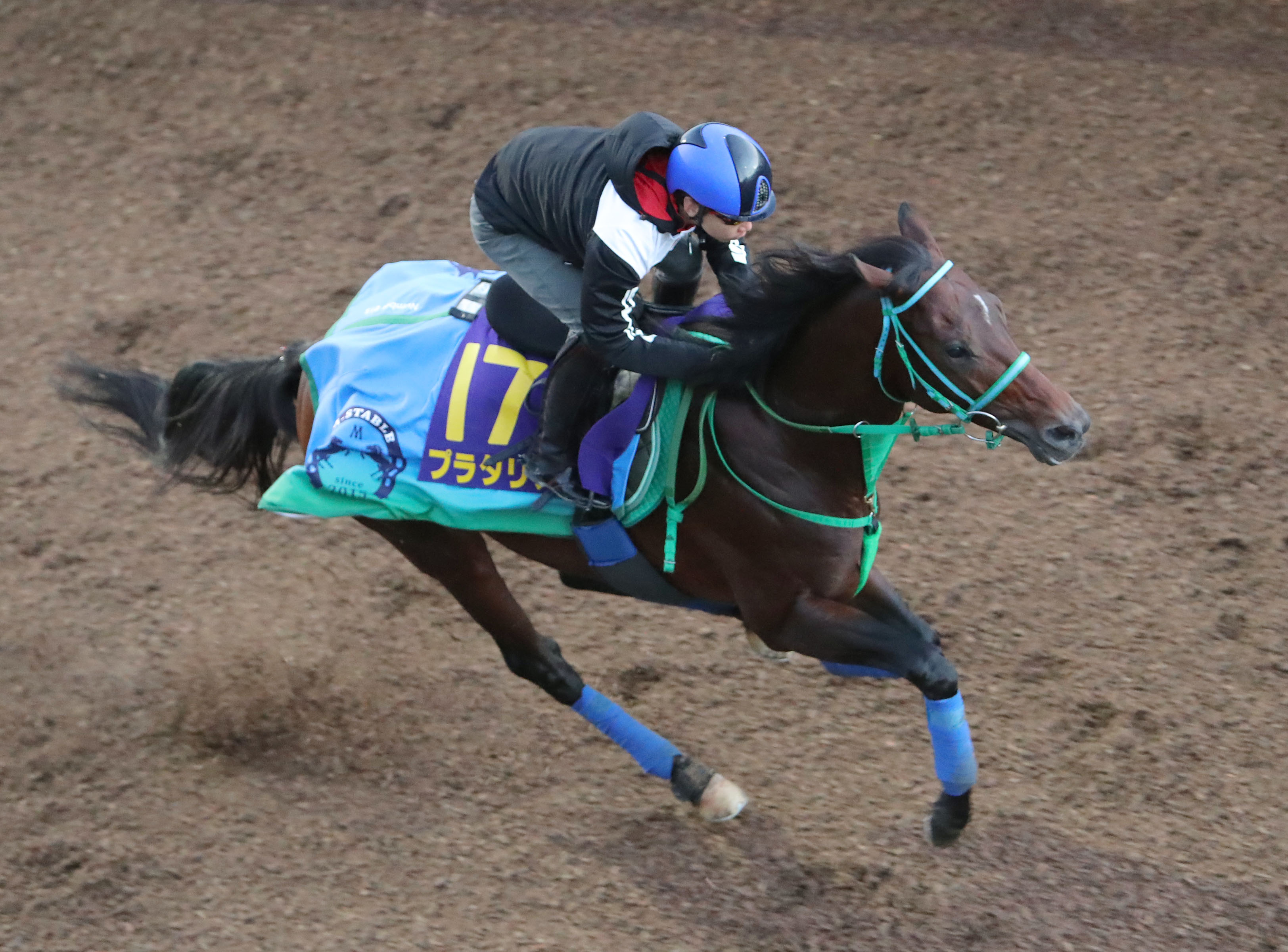 菊花賞馬ディープインパクト号パネル写真 www.abdullaalkafy.com