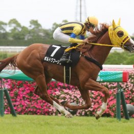 ブランド雑貨総合 ディープインパクト 菊花賞優勝パネル 日刊現代の抽