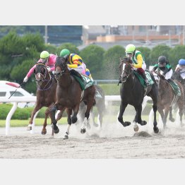 プロキオンSで好内容の③着（左）