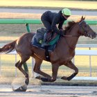 【ジャパンＣ】外国馬追い切り シムカミルが１F12秒５