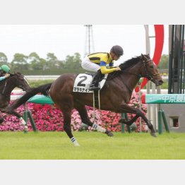 センス十分に新馬勝ち