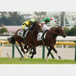 新馬戦②着馬も次走で勝ち上がり