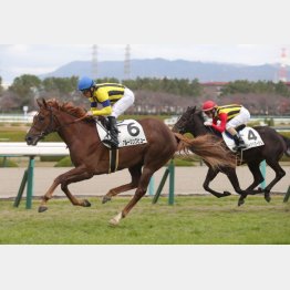 新馬戦はマイルで差し切りV