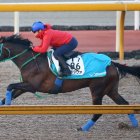 【京都記念】プラダリア今週から復帰の池添を背に馬なりで１Ｆ11秒６