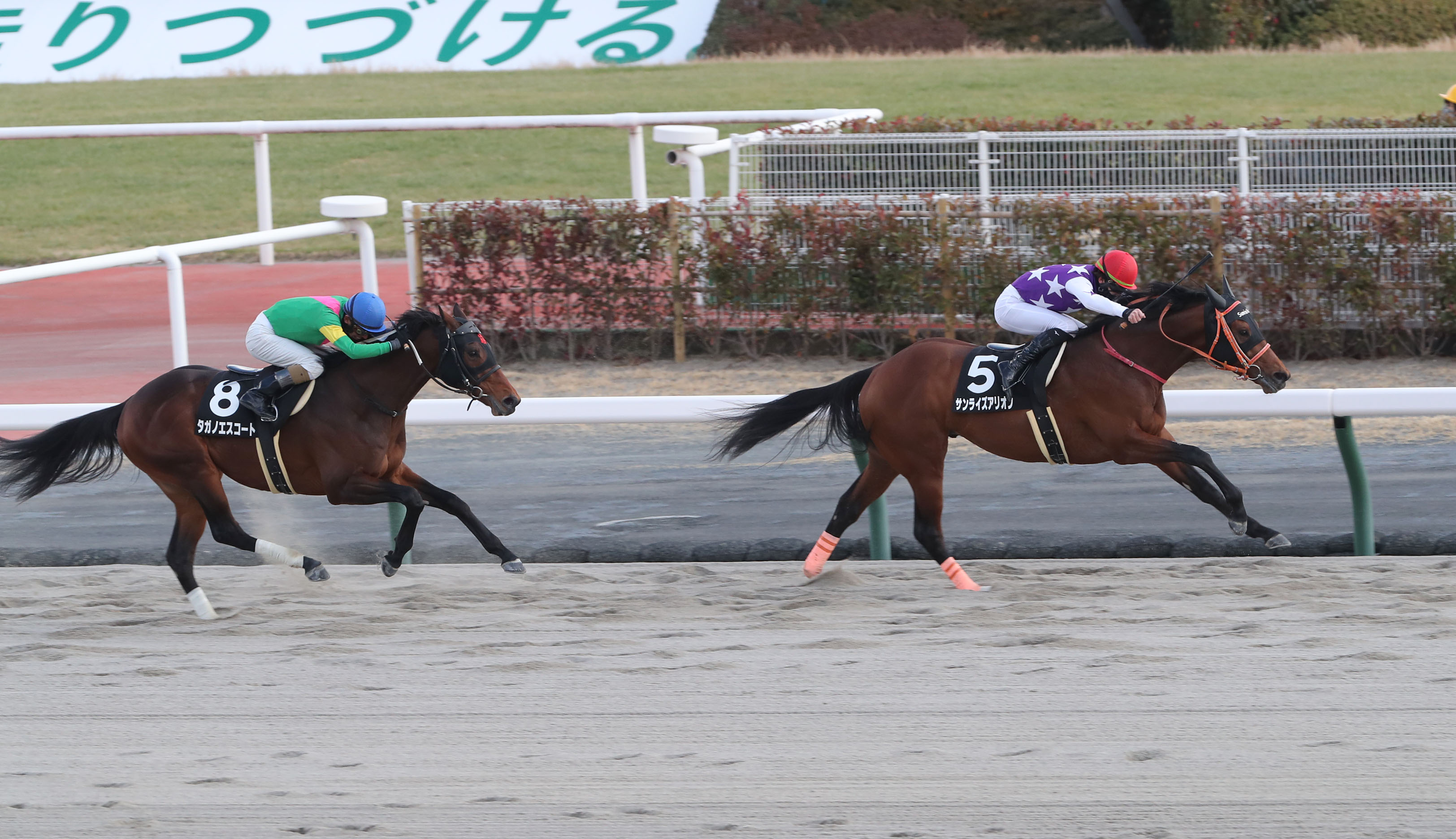 スプリンターズステークス。外れ馬券。現地購入。