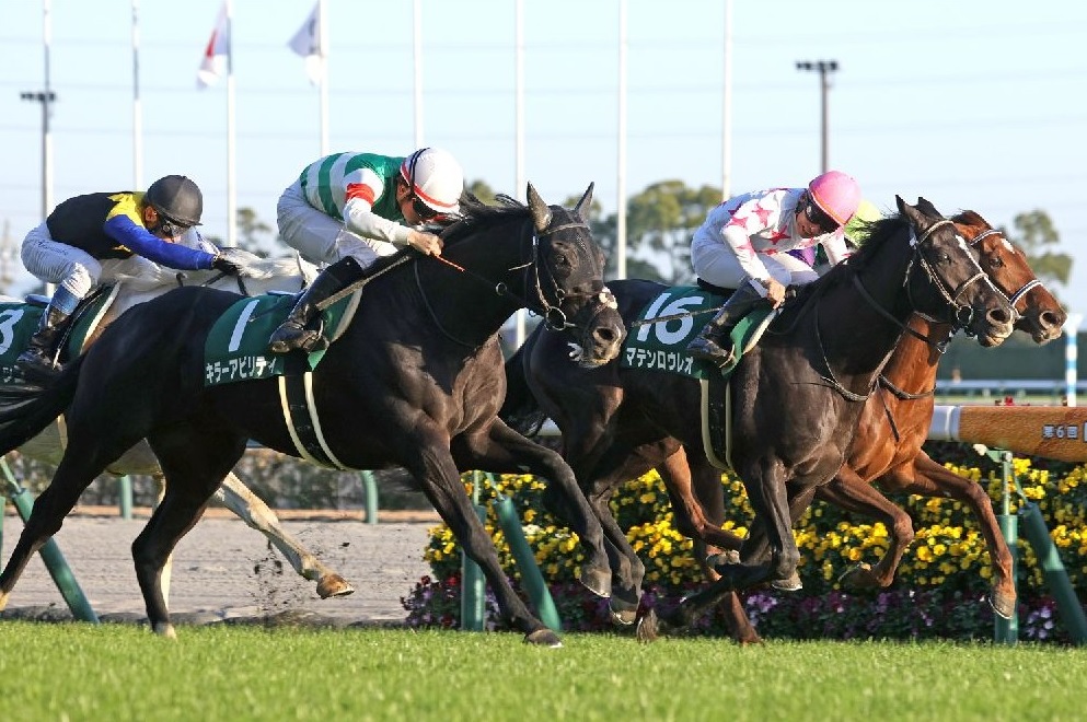 競馬 メジロカンムリ 馬券 - その他