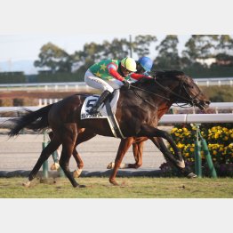 ２勝クラス勝ちは競り合いを制した