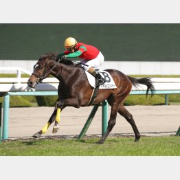 ＧⅡの舞台で新馬勝ち以来の２勝目を狙う