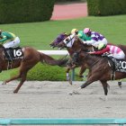 【松風月Ｓ】関東馬オーロラテソーロが５８・５キロを克服