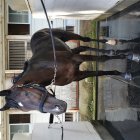 【札幌２歳Ｓ】新種牡馬が活躍の傾向 今年はスワーヴリチャード産駒パワーホール